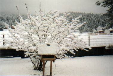 Garten im Winter